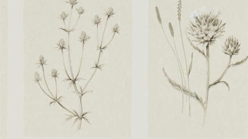 Little Thistles 216511